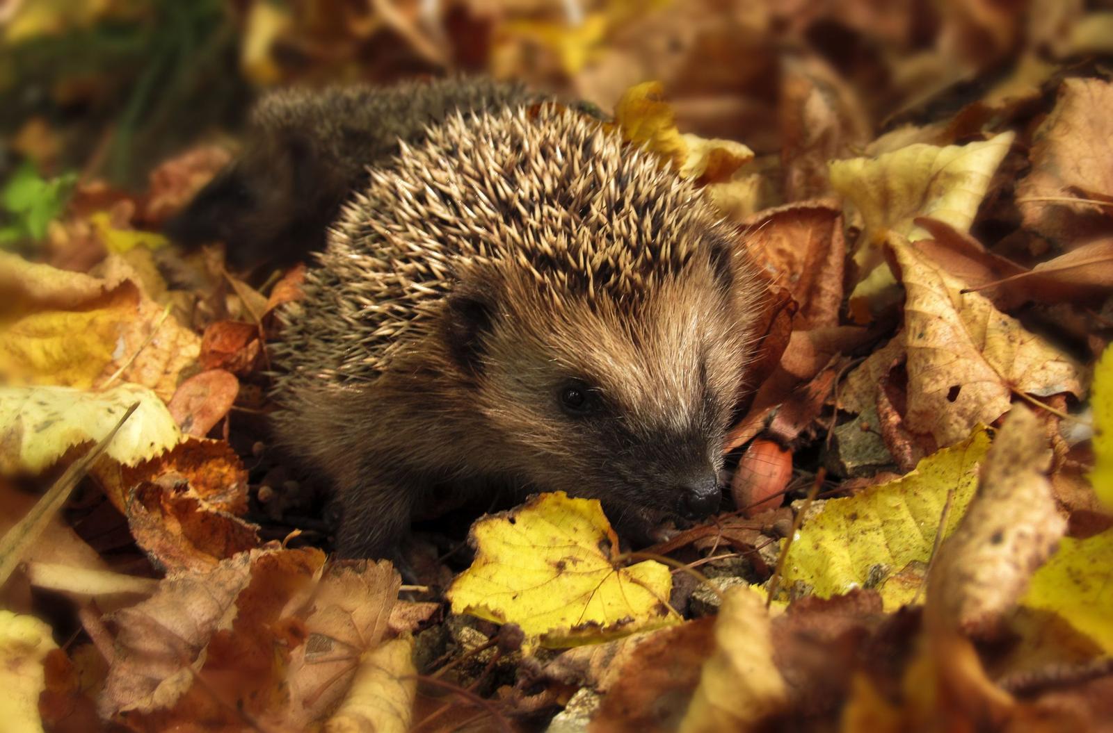 Hedgehog amid some leaves